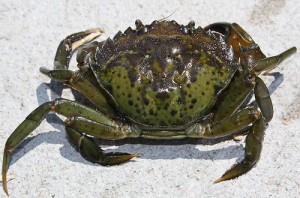 green_crab_image
