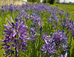 Click to read more about camassia quamash.