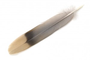 Band-tailed Pigeon tail feather showing the characteristic band. Photo by Chris Maynard