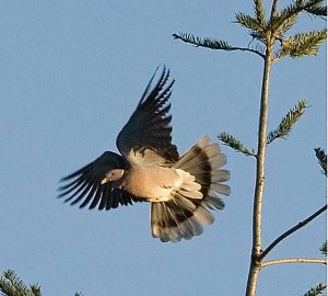 Band-tailed Pigeon. Patagioenas fasciata  Photo by Bill Walker