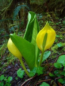 450px-WesternSkunkCabbage