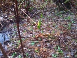 Skunk cabbage near Keating Road