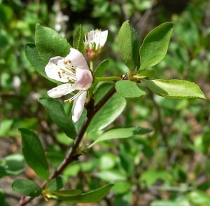 Prunus Subcordata leaves and flowers detail