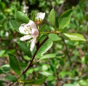 Prunus Subcordata leaves and flowers detail