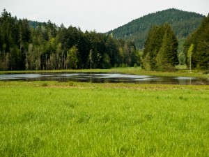 Wynne Tree Farm. Image credit: Capitol Land Trust.