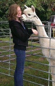 A picnic visitor is nuzzled by an alpaca