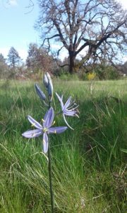 Camas blooming on the prairie (photo: Stephanie Bishop)